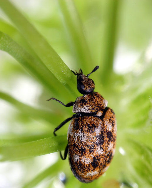 Anthrenus verbasci - Copyright Denis Bourgeois
